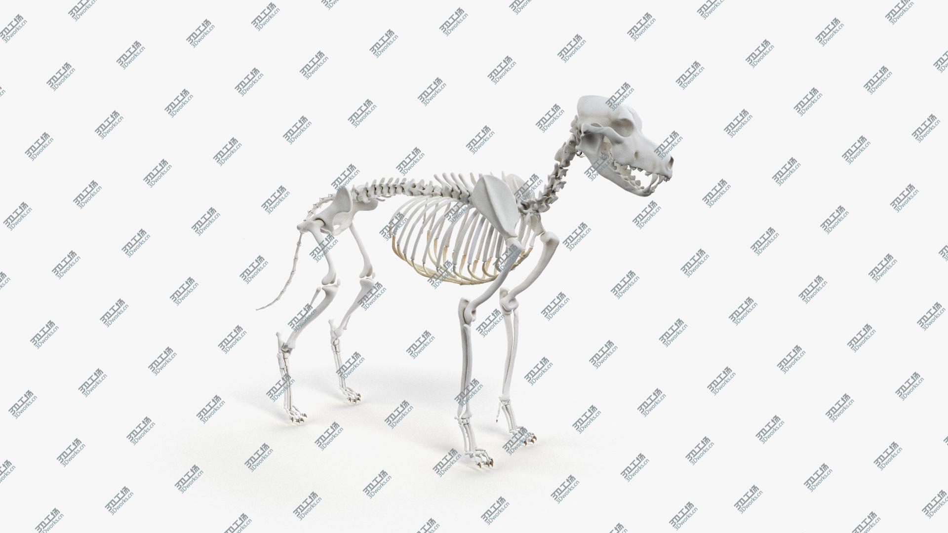images/goods_img/202105071/Dog Skin, Skeleton And Organs 3D/4.jpg